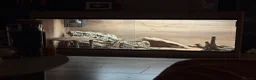 Bearded Dragon reptiles for sale: 1 year old, Bearded Dragon - Full Setup Included  - Advert 6