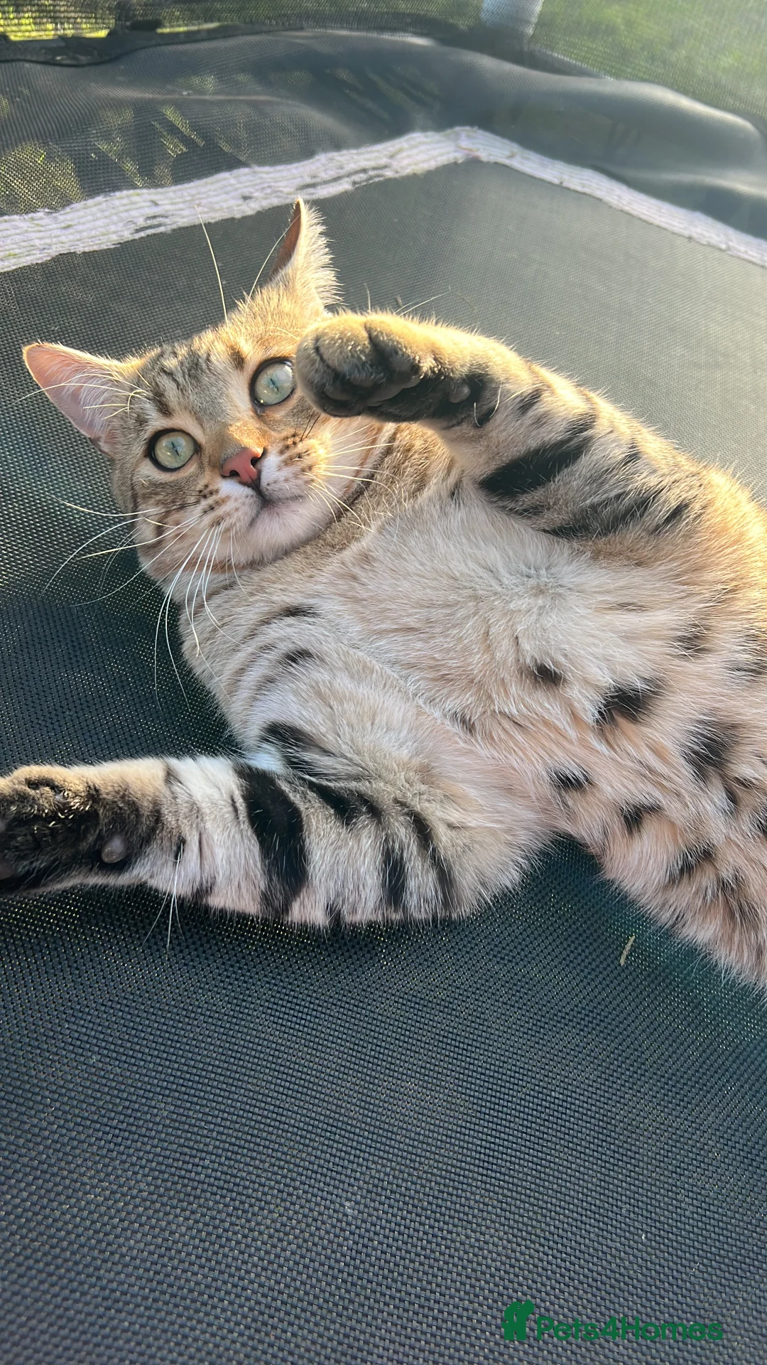 Bengal cats for sale: 9month old Bengal kitten  in Chester - Advert 1