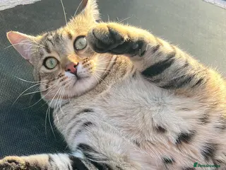 Bengal cats 9month old Bengal kitten - Advert 1