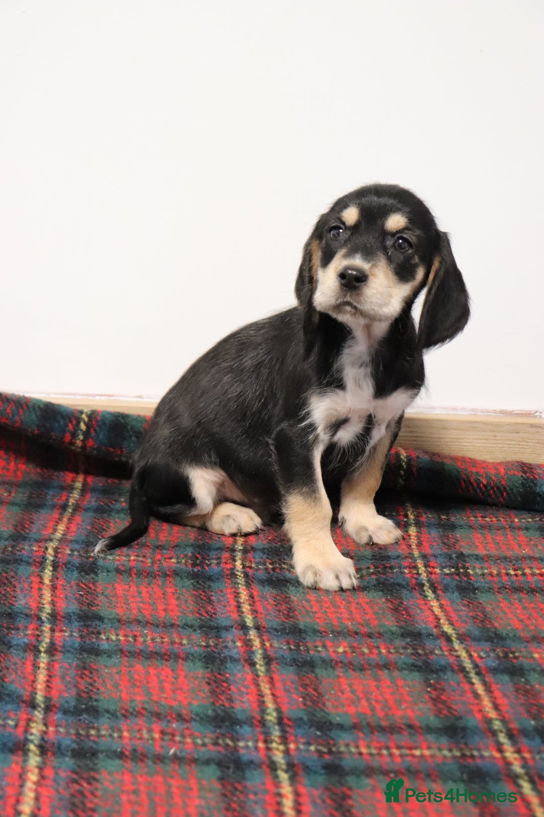 Cocker Spaniel dogs for sale: Stunning Cocker Spaniel Puppies. Now ready.  - Advert 3