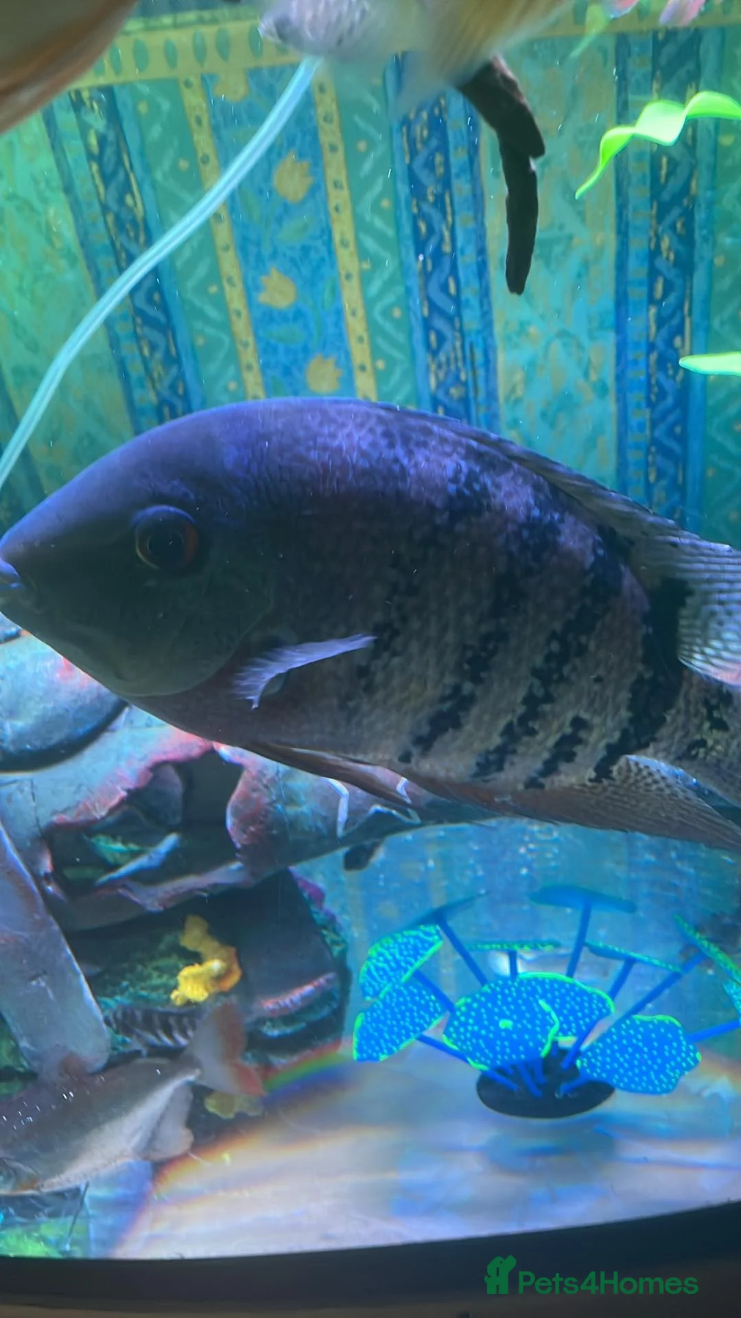 Cichlids fish for sale: Amazing severums available  - Advert 5