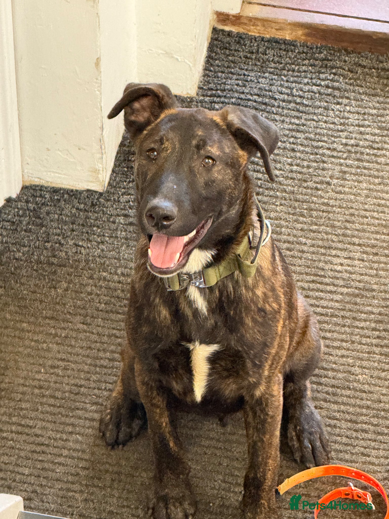 Belgian Shepherd Dog dogs Turbo & Deisel  - Advert 2