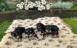 Mixed Breed dogs for sale: F1 MINI SCHNOODLE PUPPIES  - Image 2