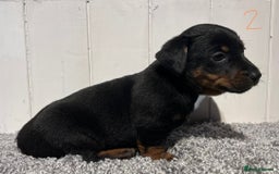 Lancashire Heeler dogs for sale: Lancashire Heelers - Image 17