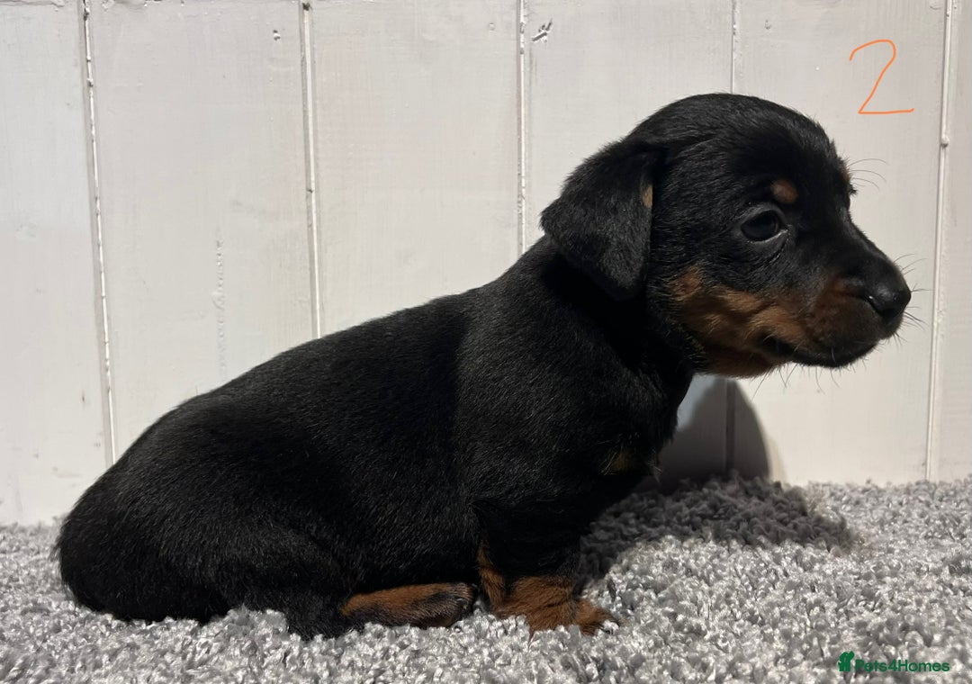 Lancashire Heeler dogs for sale: Lancashire Heelers - Image 17