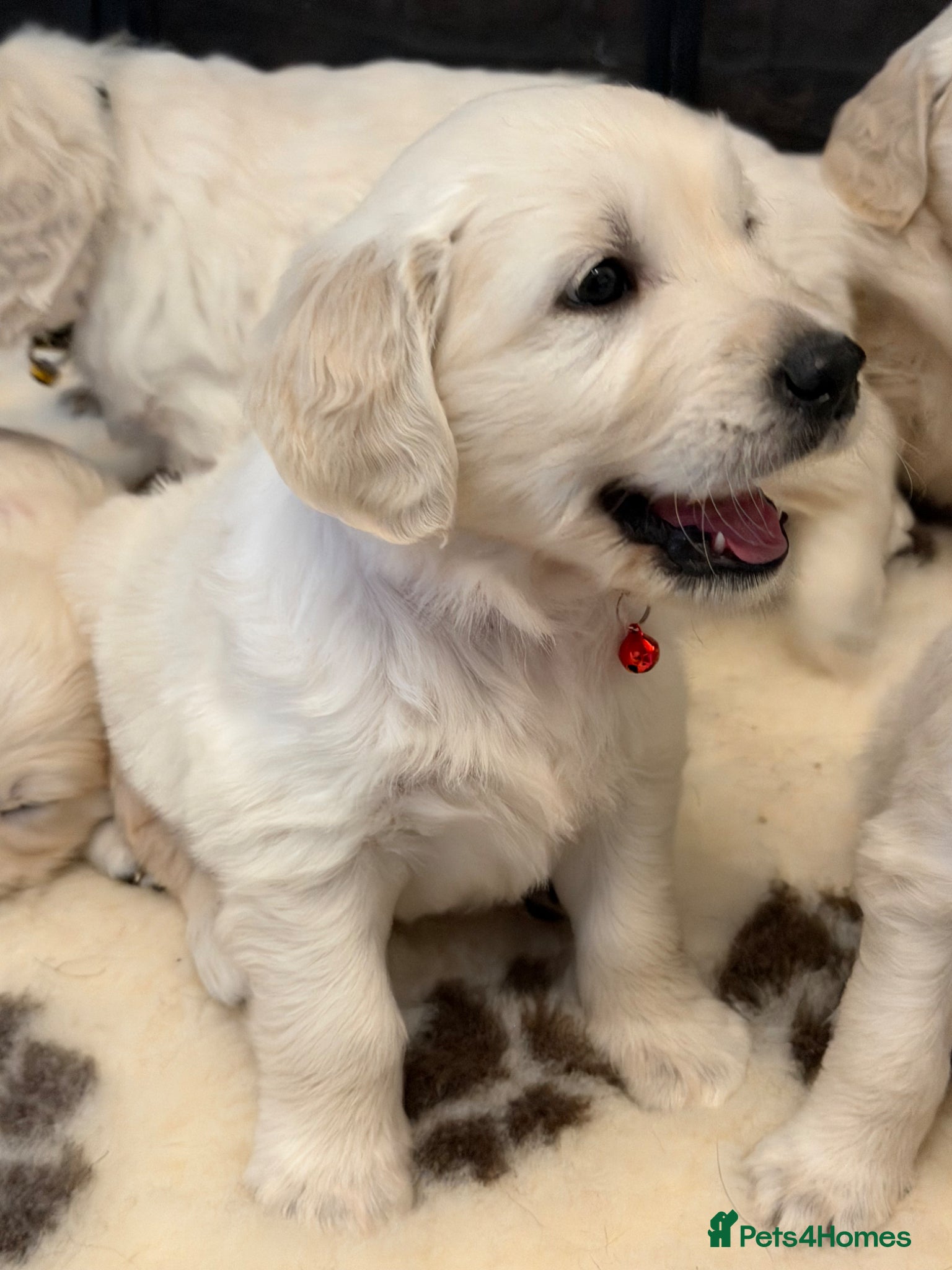 Golden Retriever dogs Stunning Goldens-Parents are School Wellbeing dogs - Advert 1