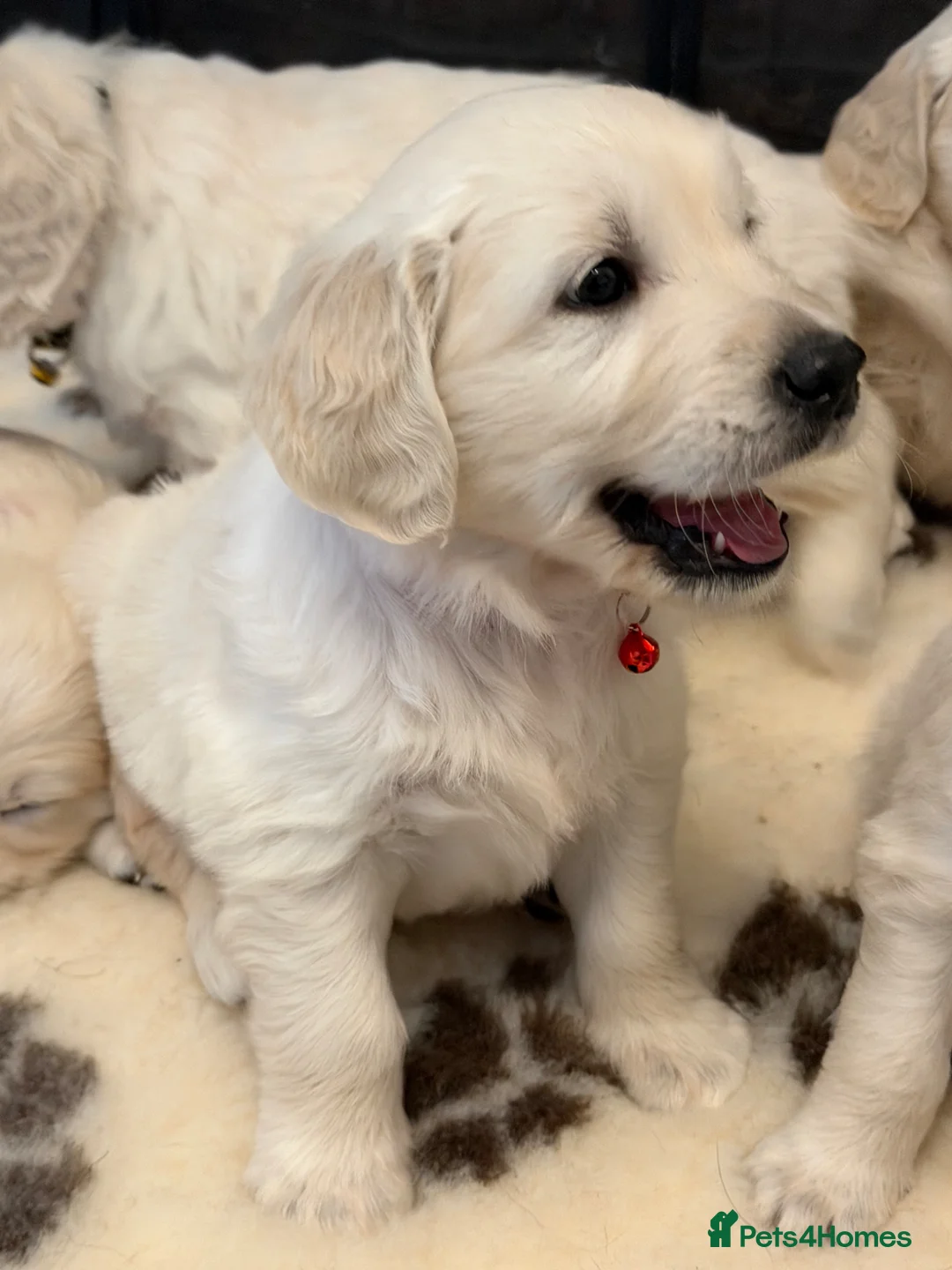 Golden Retriever dogs for sale: Stunning Goldens-Parents are School Wellbeing dogs - Advert 1