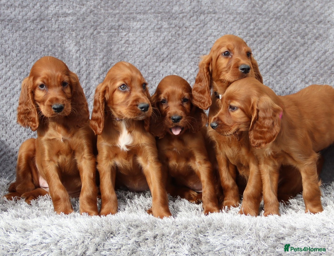 Irish Setter dogs for sale: Outstanding KC Reg Irish Setter puppies  - Image 12