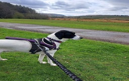 Pointer dogs for adoption: Charlie is looking for his forever home  - Image 18