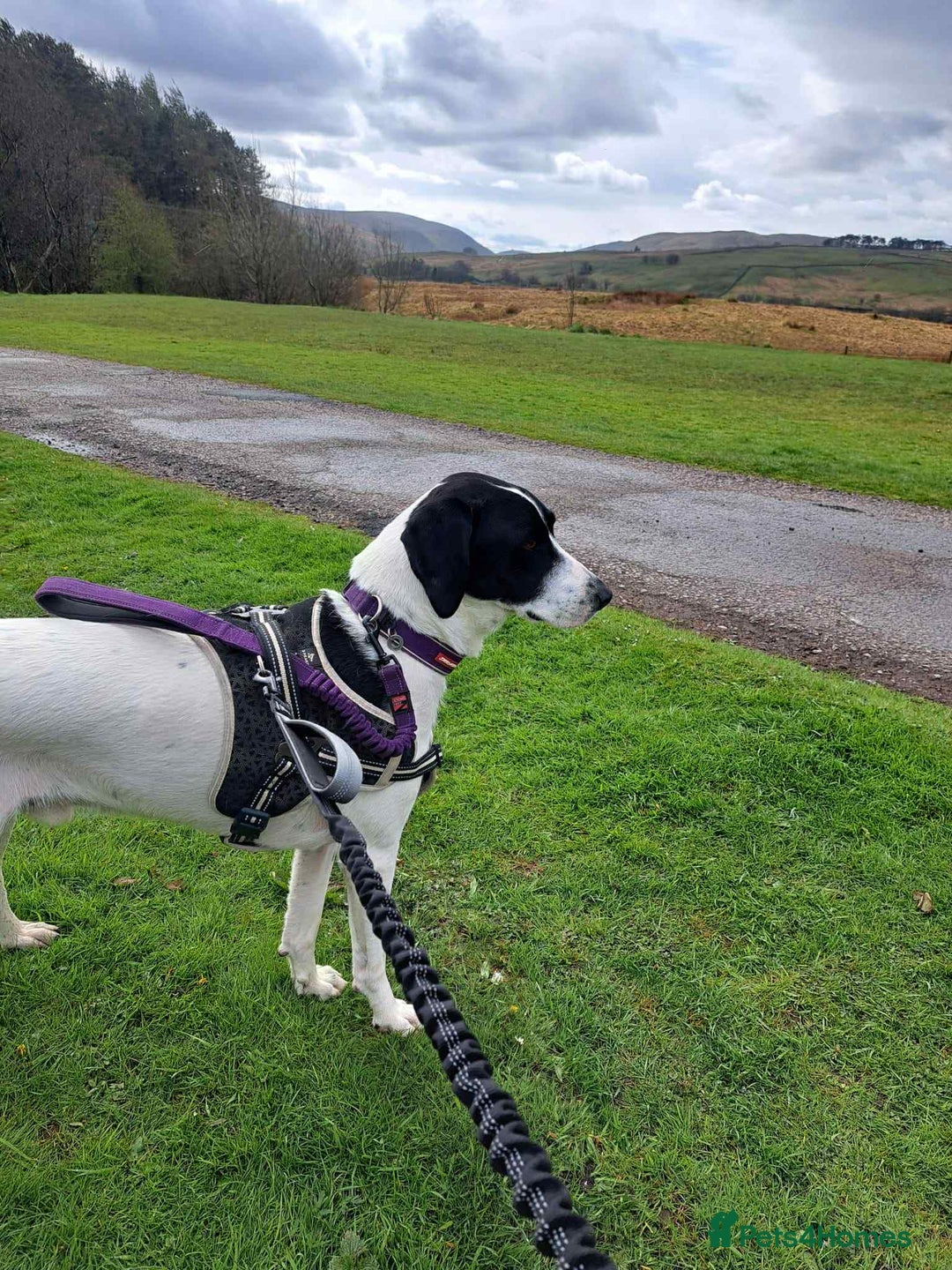 Pointer dogs for adoption: Charlie is looking for his forever home  - Image 18