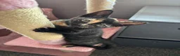 Mixed Breed cats for sale: Cute Kittens - Advert 20