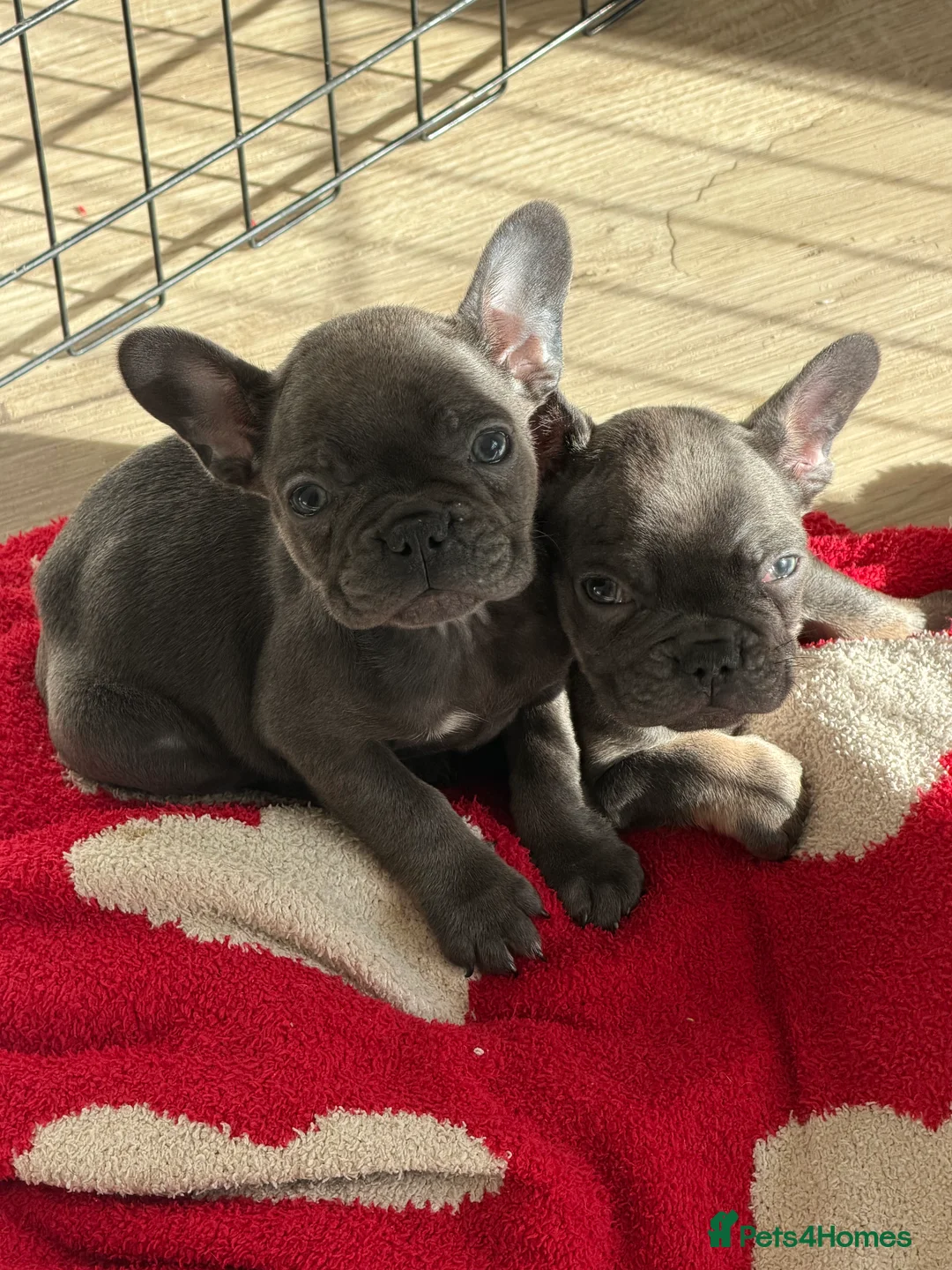 French Bulldog dogs for sale: French bulldog puppies 2 left ‼️ in Didcot - Advert 5