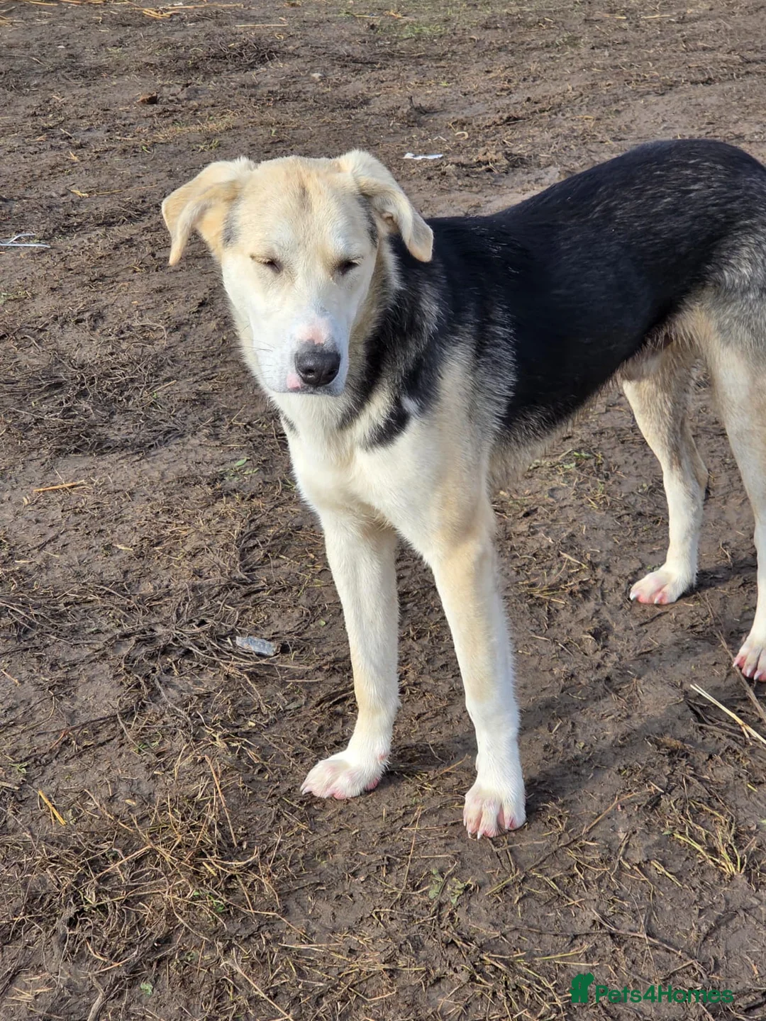 Mixed Breed dogs for adoption: RICKY - a superb young boy for a Loving Home - Advert 17