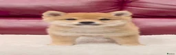Japanese Shiba Inu dogs for sale: Five Little Fox-Faced Charms Shiba Inu Puppies - Advert 4