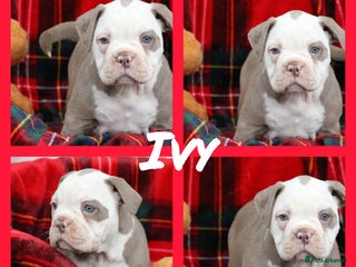 Olde English Bulldogge dogs 🩷Quality olde English bulldogs 🩷 - Advert 5