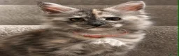 Maine Coon cats for sale: Maine coon kittens TICA  - Advert 10