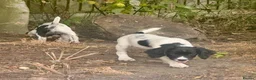 Sprocker dogs for sale: 3 Spaniel female puppies  in Mansfield - Advert 14