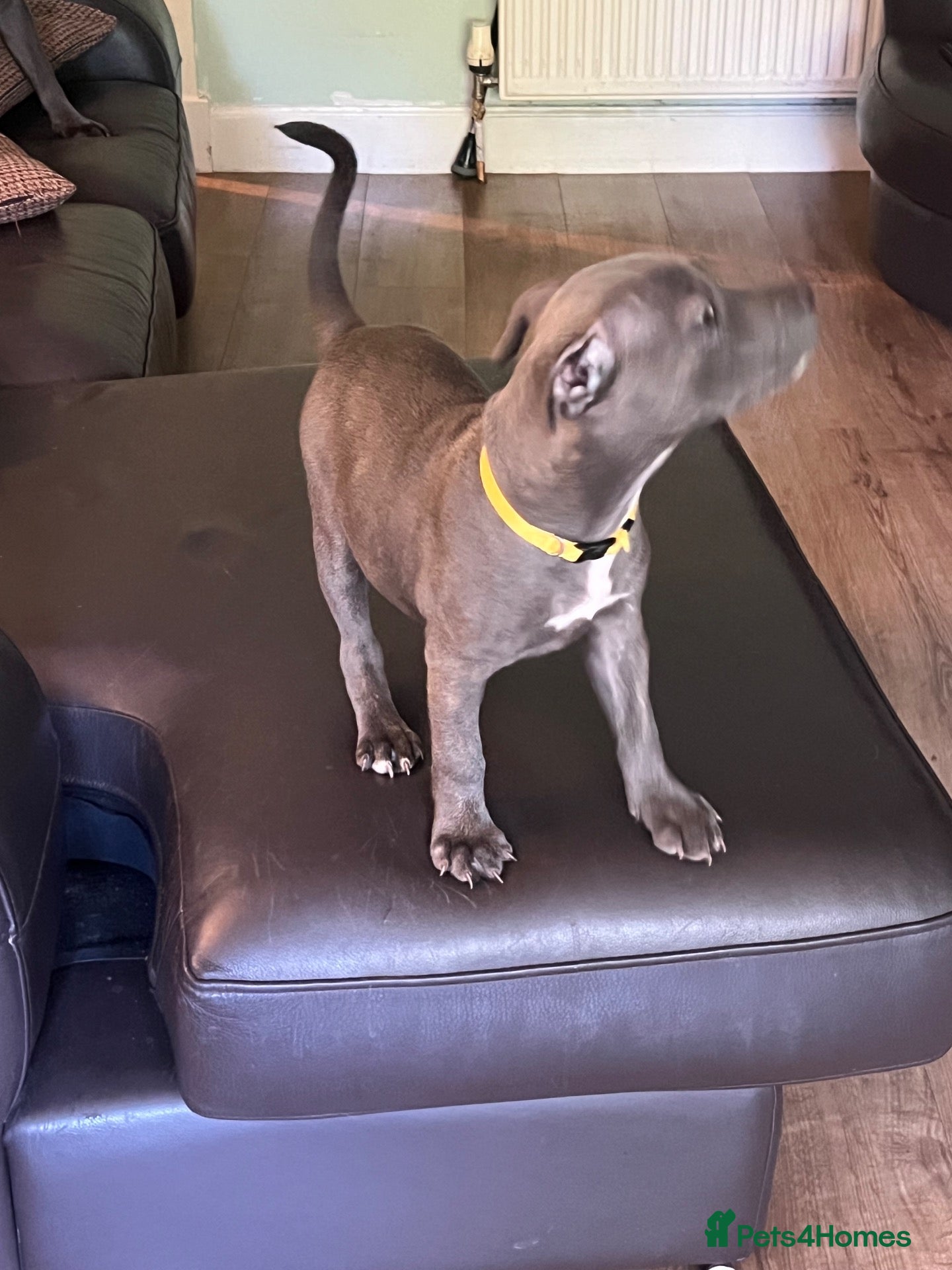 Staffordshire Bull Terrier dogs K. C registered blue Staffordshire puppies - Advert 2