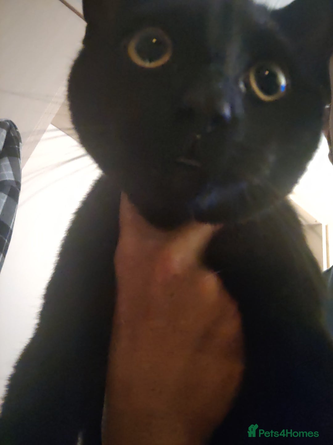 British Shorthair cats for sale: Cat for Free As Long As It's A Good Home! - Advert 5