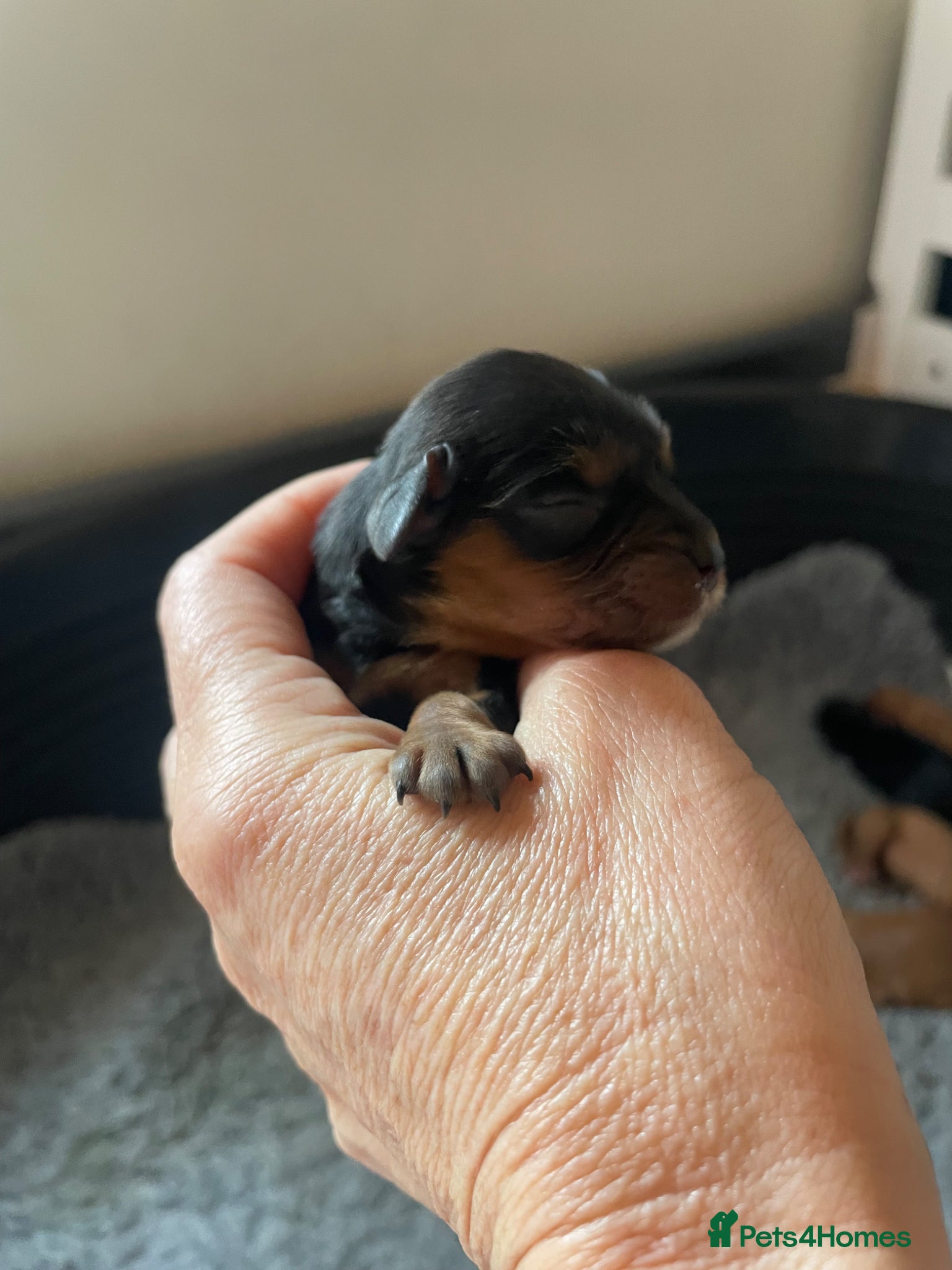 Cavalier King Charles Spaniel dogs for sale: King Charles cavalier babies  - Advert 6