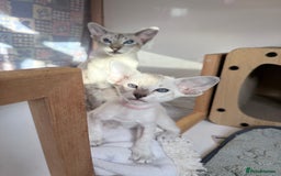 Siamese cats for sale: Cute Siamese kittens  - Image 9