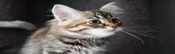 Siberian cats for sale: Siberian Kitens from Tunguska House Cattery - Advert 6