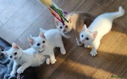 Mixed Breed cats for sale: Scottish straight cross kittens - Image 4