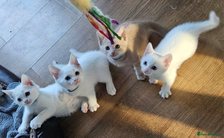 Mixed Breed cats - Advert 2