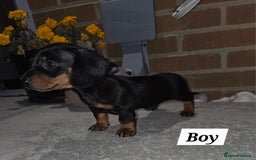Miniature Dachshund dogs for sale: Kc registered quality mini dachshund puppies - Image 8