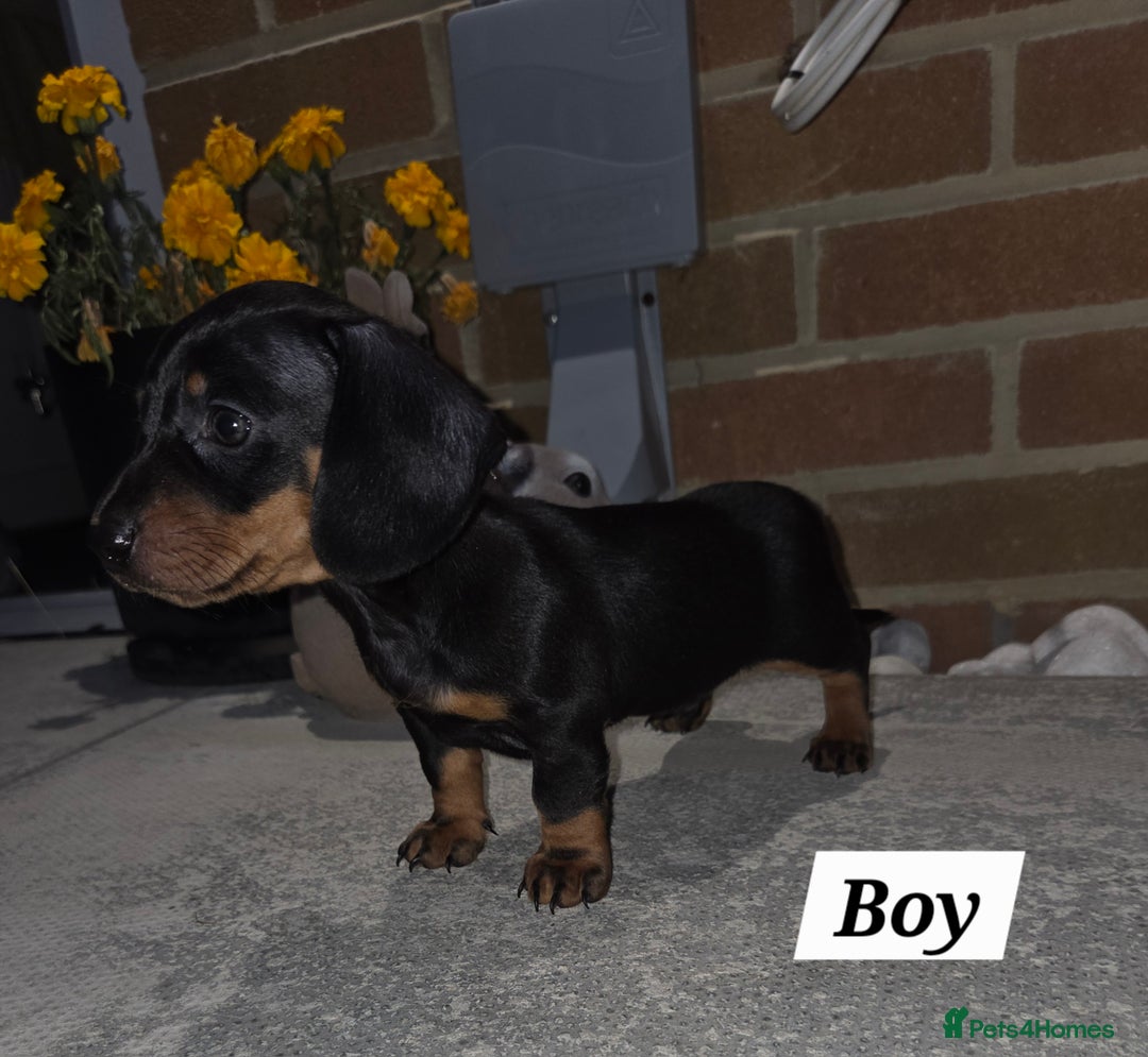 Miniature Dachshund dogs for sale: Kc registered quality mini dachshund puppies - Image 8