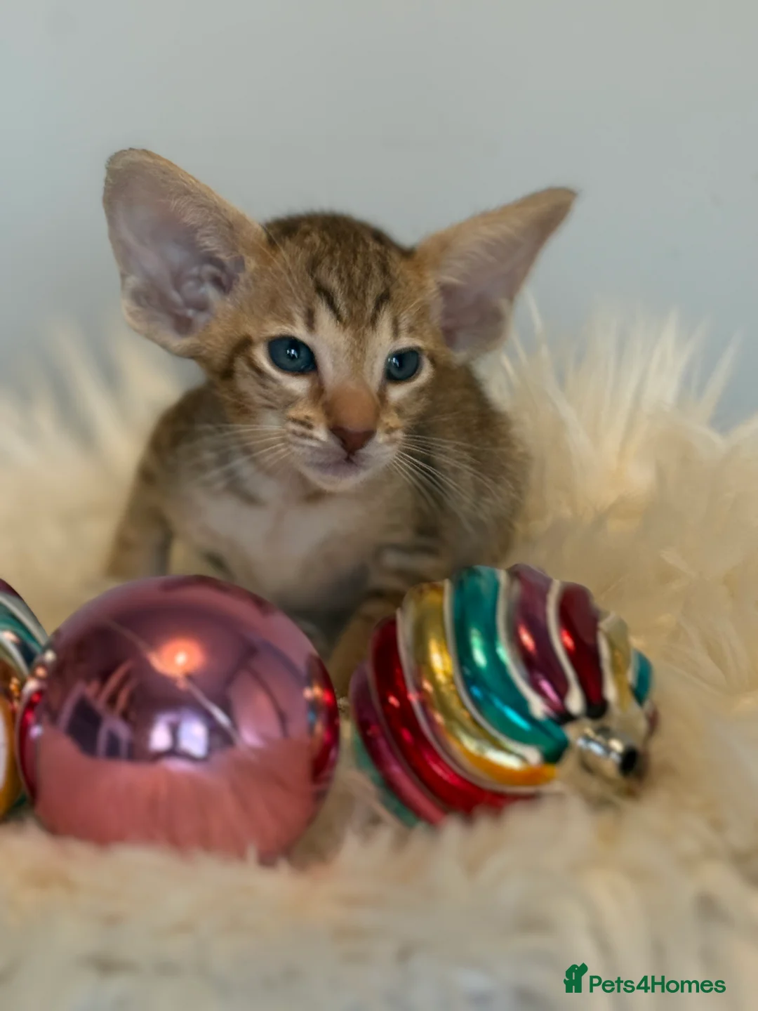 Oriental cats for sale: GCCF Oriental & Siamese Babies - Champion Lines - Advert 3