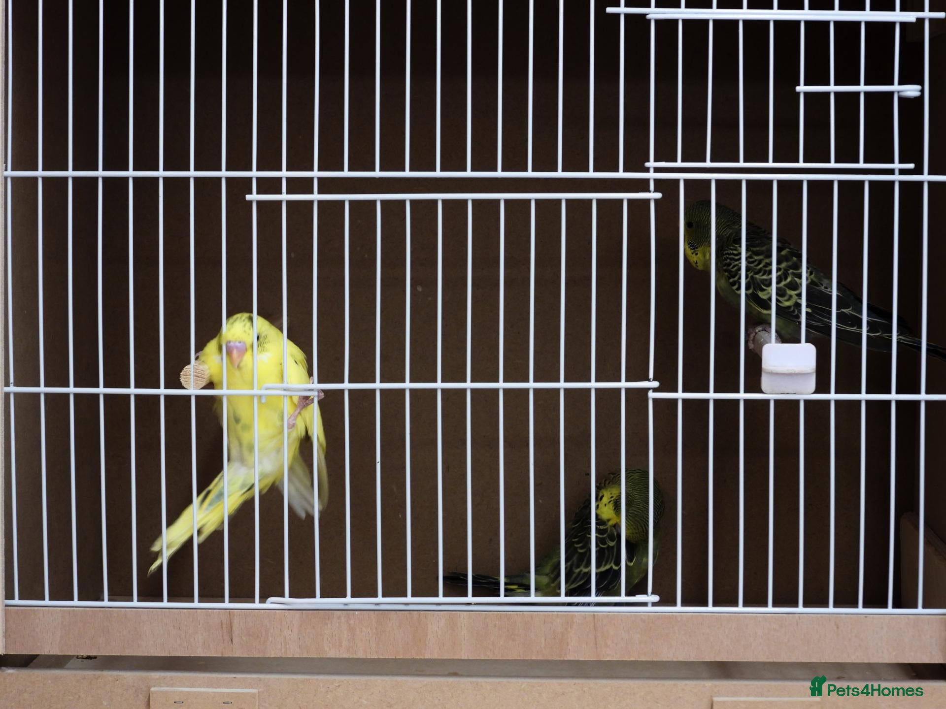 Budgerigars birds New Stock Budgies - Advert 2