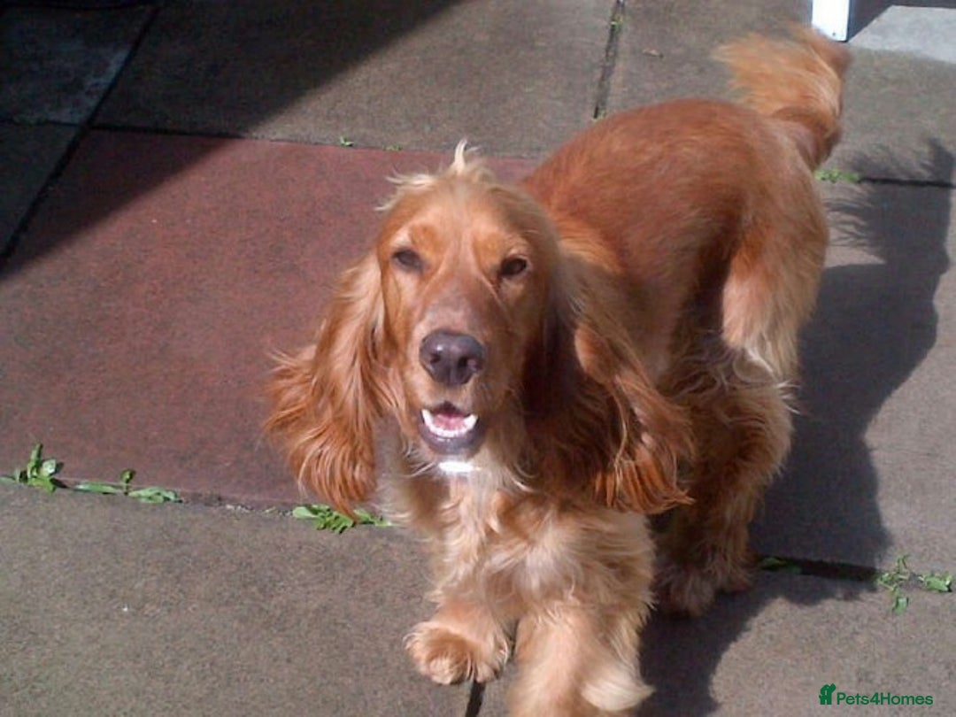 Cocker Spaniel dogs for sale: Exceptional Golden KC Show Cocker Spaniels in Chepstow - Image 12