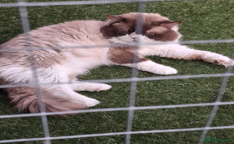 Ragdoll cats - Advert 8
