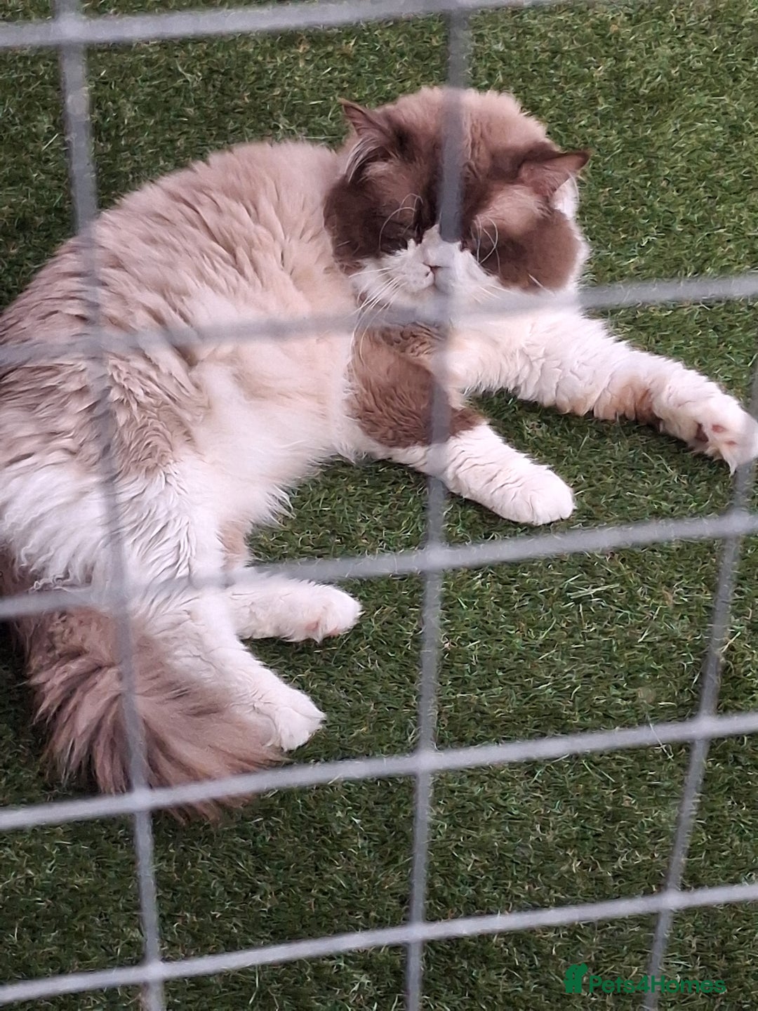Ragdoll cats for sale: Male rag doll - Image 1