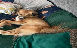 Mixed Breed dogs for adoption: Meet REMI - a Lovely Boy for a Loving Home - Image 3