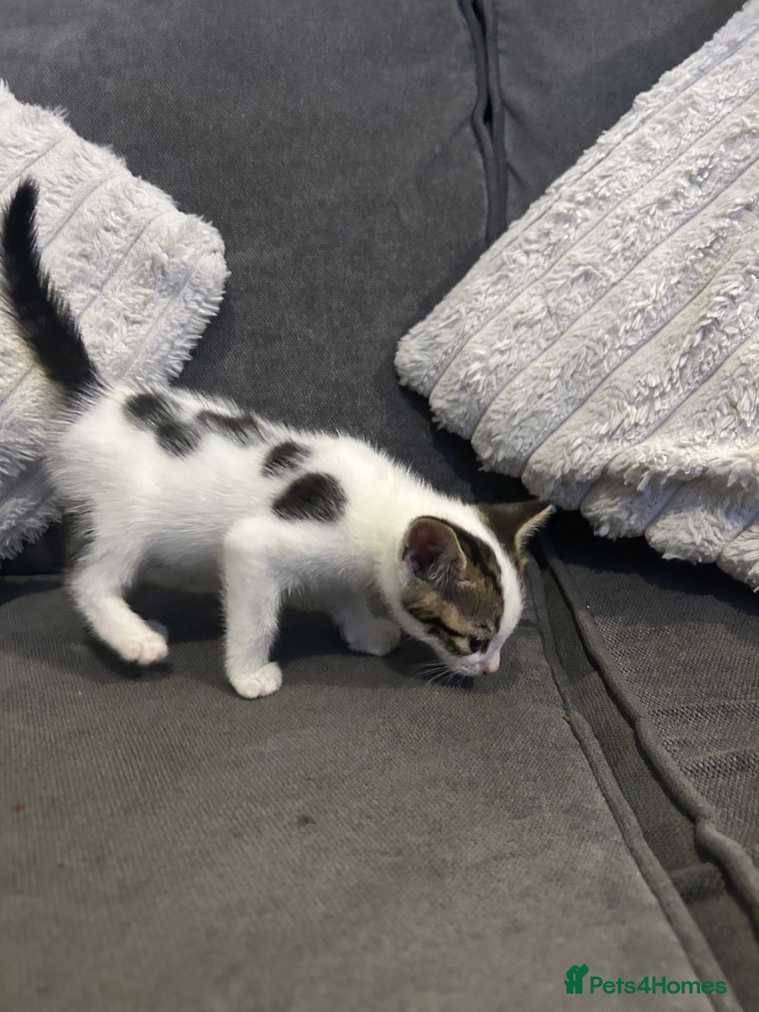 Mixed Breed cats for sale: 6 beautiful kittens ready too go  - Advert 11