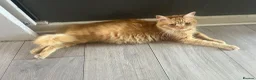 Mixed Breed cats for sale: Long haired ginger females kittens - Advert 3