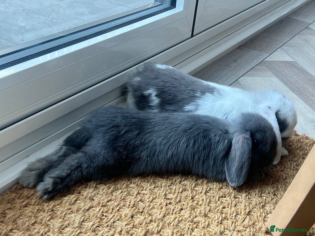 Mini Lop rabbits for sale: Rehoming Two Mini Lops - Image 20