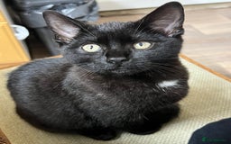 Domestic Shorthair cats for sale: Beautiful Black Kitten for Sale  - Image 1