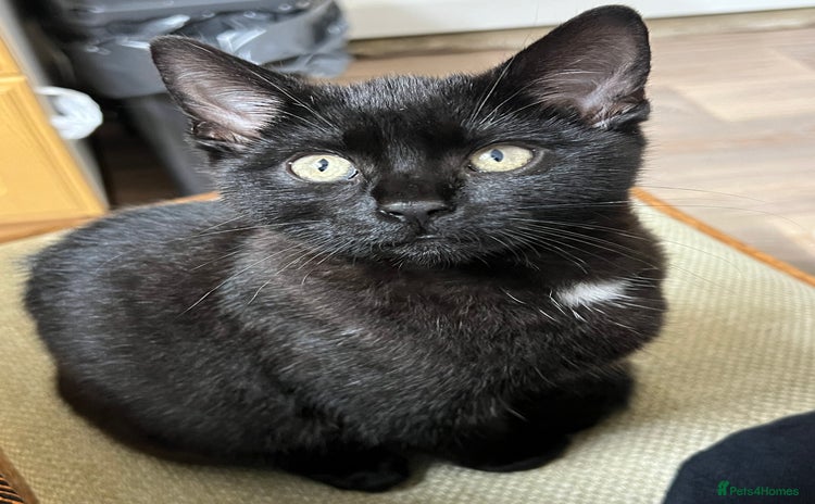 Domestic Shorthair cats - Advert 2