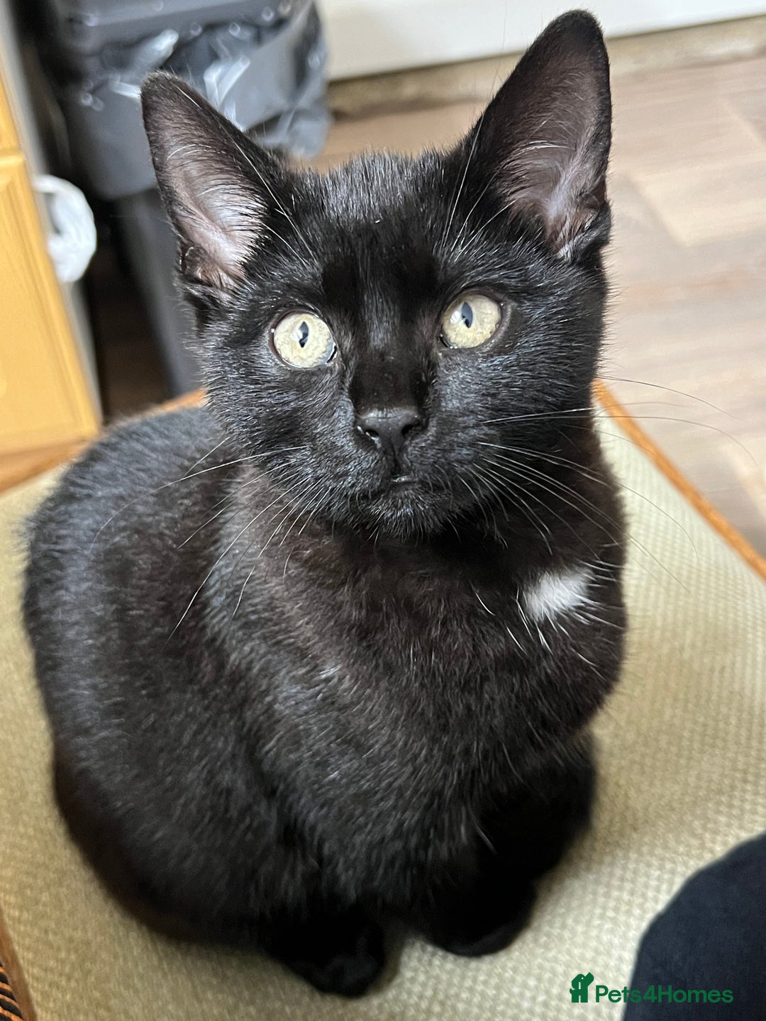 Domestic Shorthair cats for sale: Beautiful Black Kitten for Sale  - Image 1