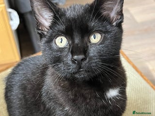 Domestic Shorthair cats - Advert 16