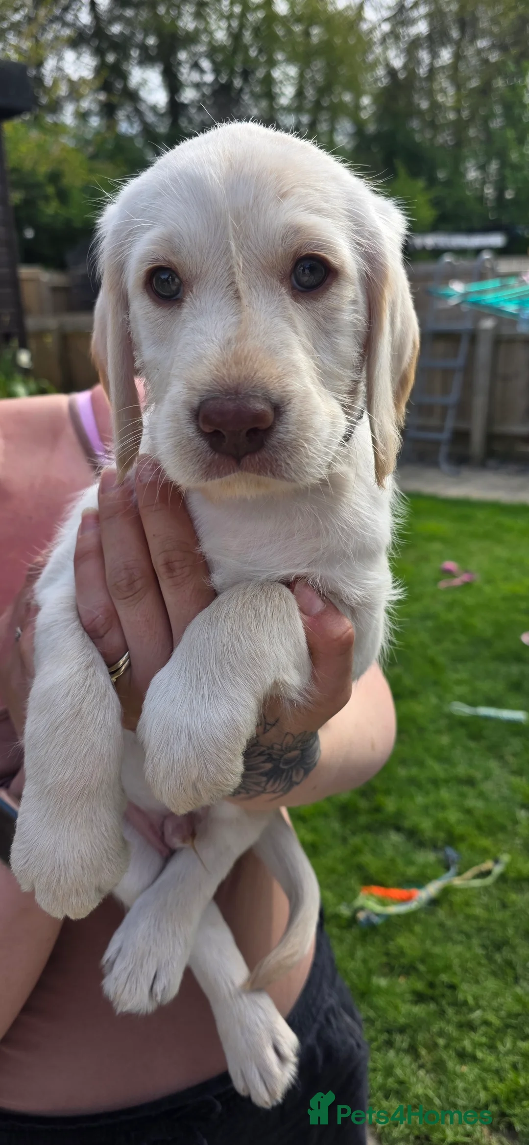 Labradoodle dogs for sale: 9 Beautiful Labradoodle Puppies - Advert 29