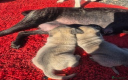 Cane Corso dogs for sale: Class Corsos  - Image 2