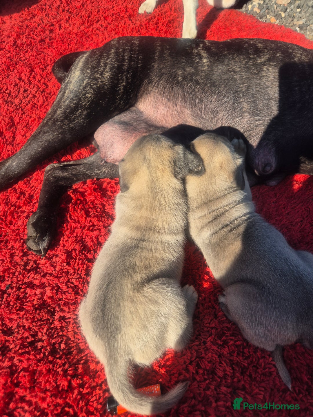 Cane Corso dogs for sale: Class Corsos  - Image 2