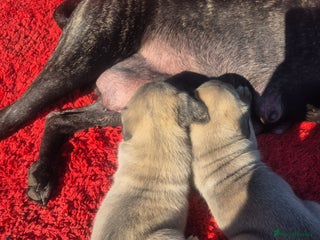 Cane Corso dogs - Advert 18