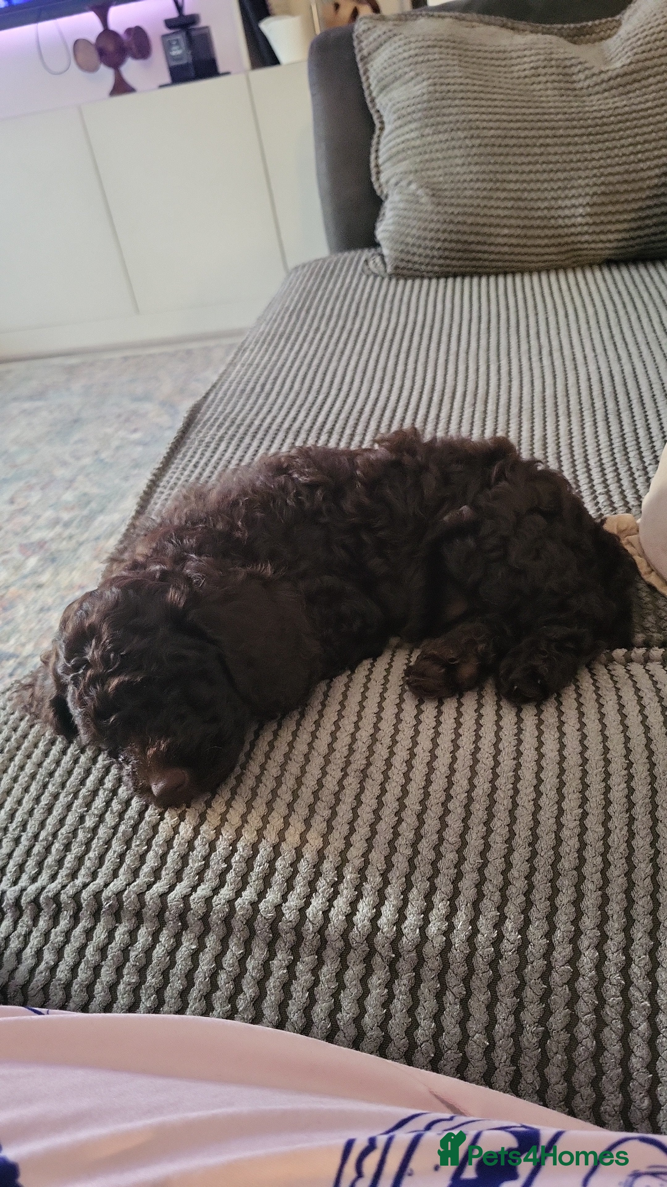 Cockapoo dogs Cockapoo puppies - Advert 2