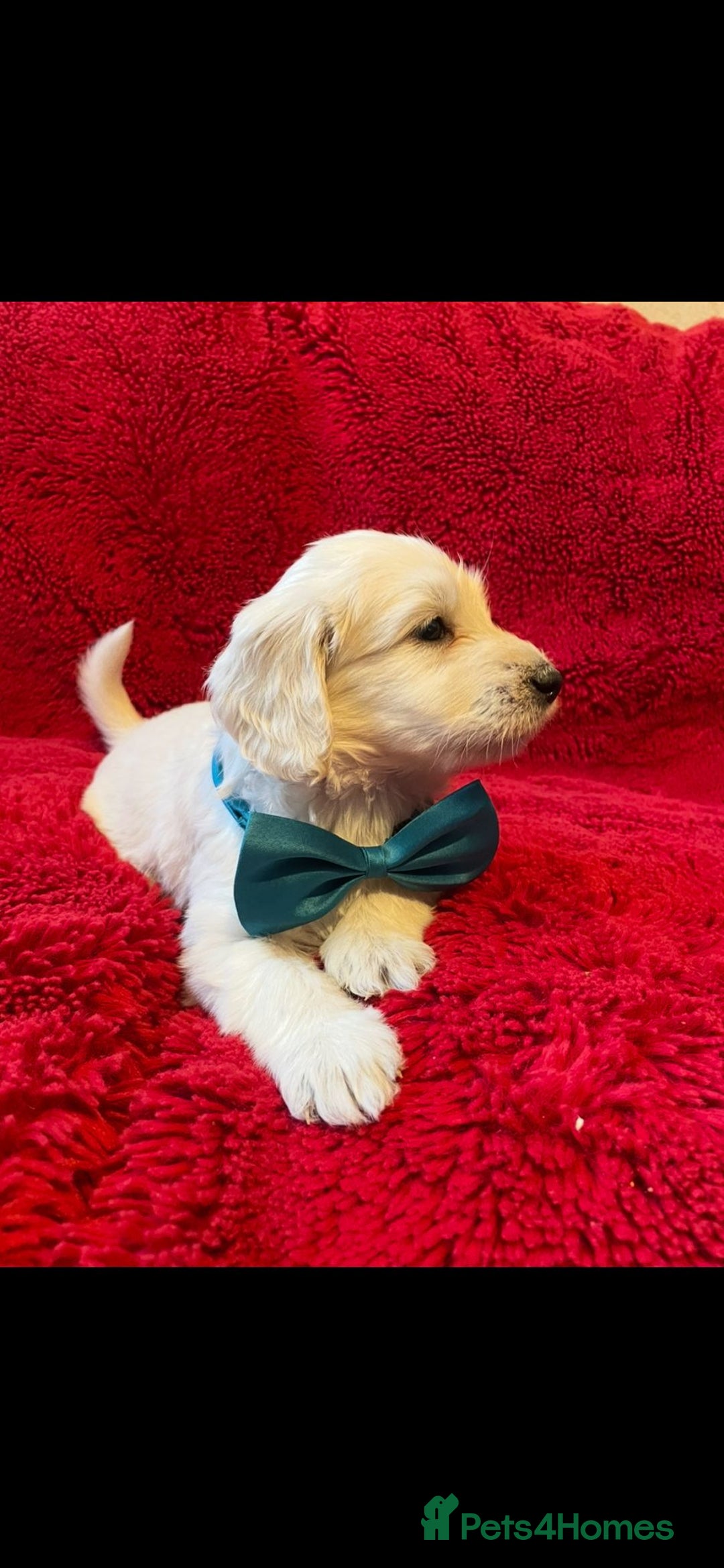 Double Doodle dogs for sale: Beautiful Double Doodles puppies  - Image 7
