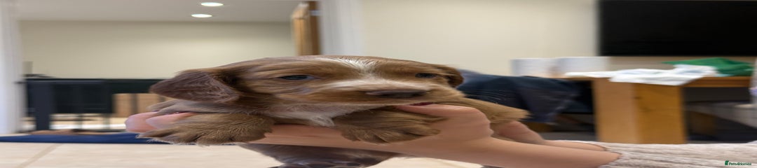 Cocker Spaniel - Purple